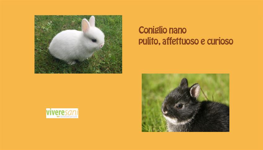 Fra i pet troviamo il coniglio nano Fra i pet troviamo il coniglio nano